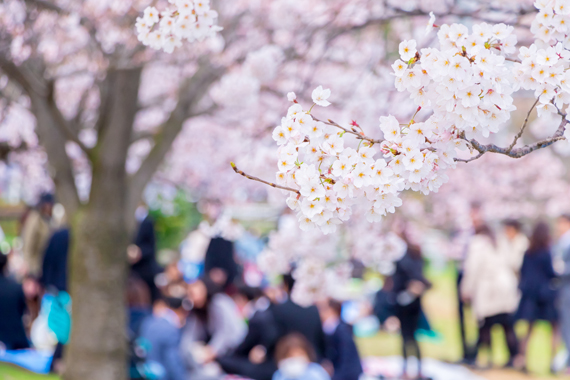  cherry_blossom_viewing