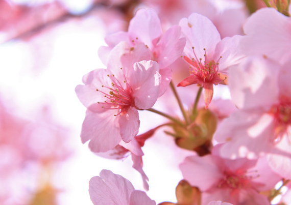 cherry_blossom_viewing_2