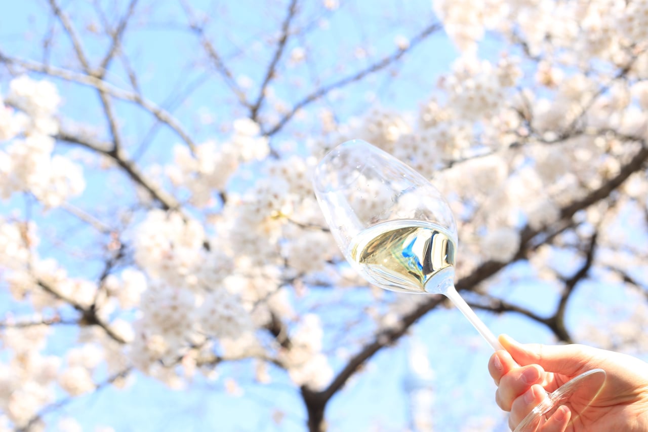 桜の木の下で飲むワイン